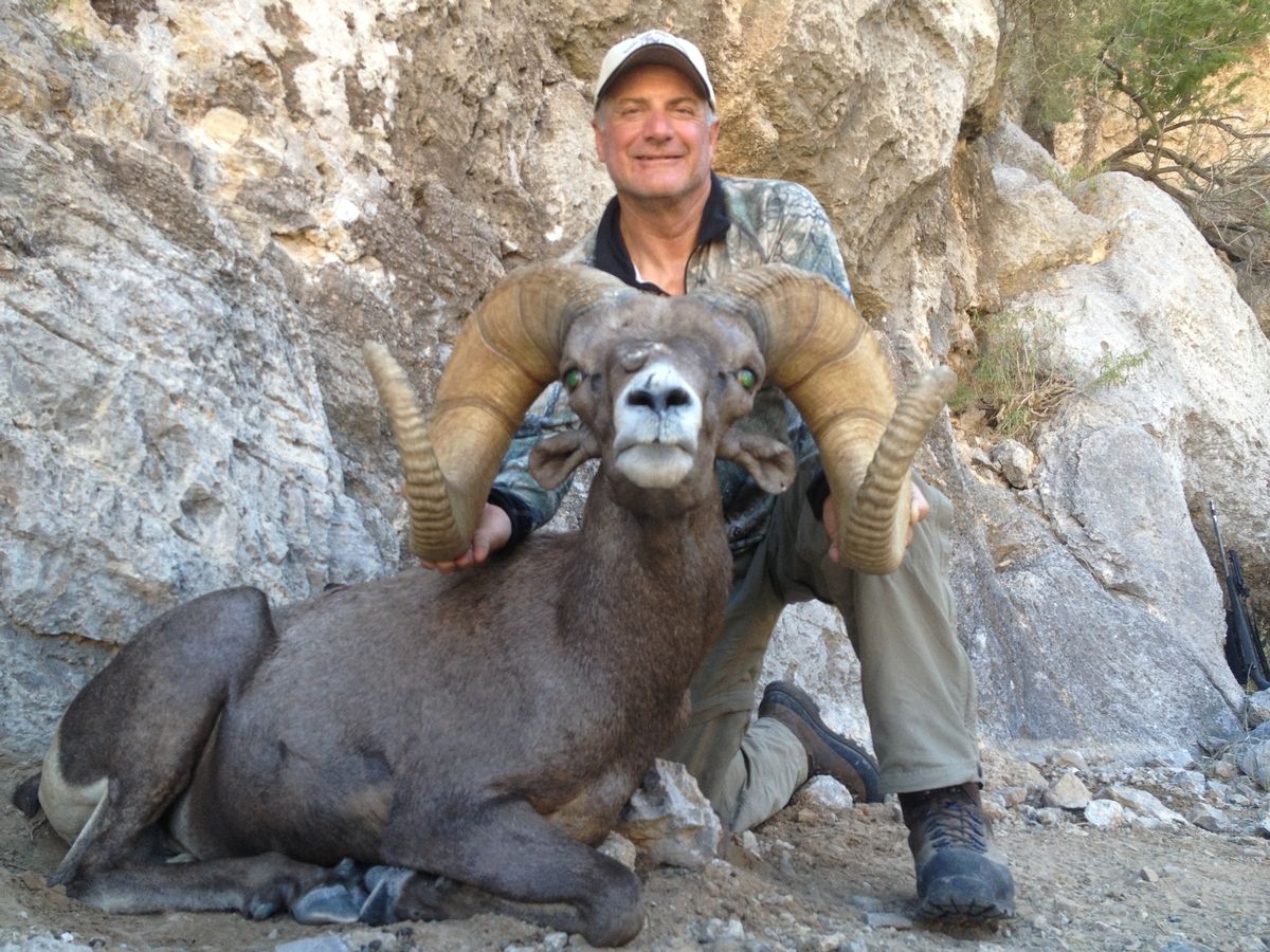 Nevada Bighorn Sheep Hunts Nevada High Ridge Outfitters